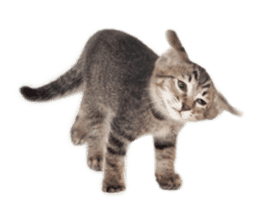 Brown tabby cat and kitten sticker #13909631