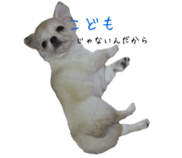 Chihuahua YUME sticker #13911822