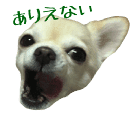 Chihuahua YUME sticker #13911823