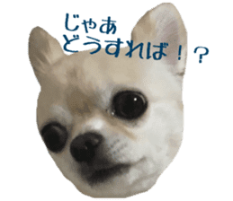 Chihuahua YUME sticker #13911824