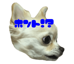 Chihuahua YUME sticker #13911825