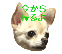 Chihuahua YUME sticker #13911826