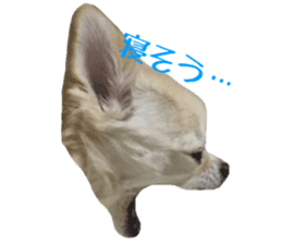 Chihuahua YUME sticker #13911827