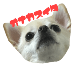Chihuahua YUME sticker #13911828