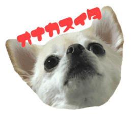 Chihuahua YUME sticker #13911828