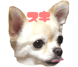 Chihuahua YUME sticker #13911829