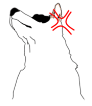 maruma sticker #13912384