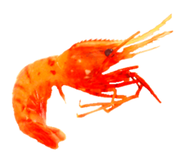 Botan Ebi sticker #13913998