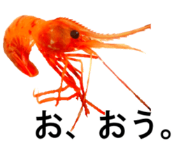 Botan Ebi sticker #13914002