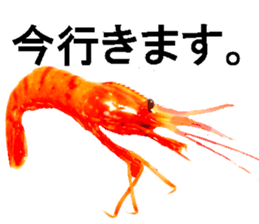 Botan Ebi sticker #13914005