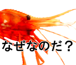 Botan Ebi sticker #13914009