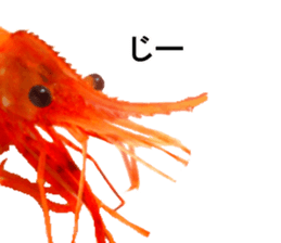 Botan Ebi sticker #13914015