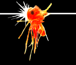 Botan Ebi sticker #13914017