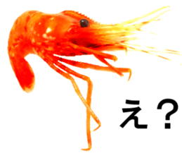 Botan Ebi sticker #13914018