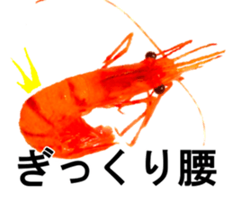 Botan Ebi sticker #13914019