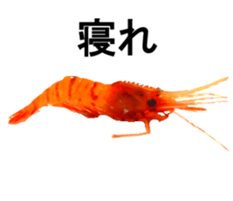 Botan Ebi sticker #13914020