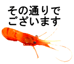 Botan Ebi sticker #13914022