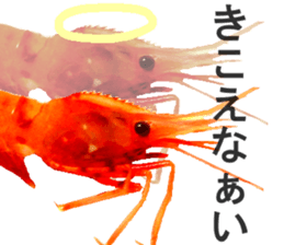 Botan Ebi sticker #13914023