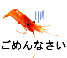 Botan Ebi sticker #13914024