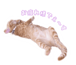 Cat 4 Nyan sticker #13925481