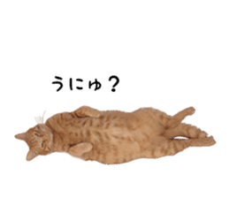 Cat 4 Nyan sticker #13925488