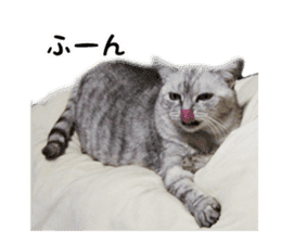 Cat 4 Nyan sticker #13925495