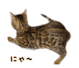 Cat 4 Nyan sticker #13925498