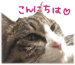 Photo cat BOTAN and brothers sticker #13926167