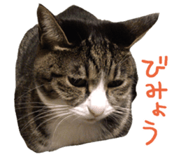Photo cat BOTAN and brothers sticker #13926175
