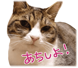 Photo cat BOTAN and brothers sticker #13926176