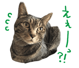 Photo cat BOTAN and brothers sticker #13926178