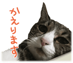 Photo cat BOTAN and brothers sticker #13926180