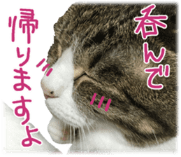 Photo cat BOTAN and brothers sticker #13926181