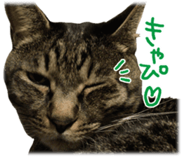 Photo cat BOTAN and brothers sticker #13926184