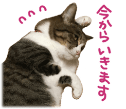 Photo cat BOTAN and brothers sticker #13926185