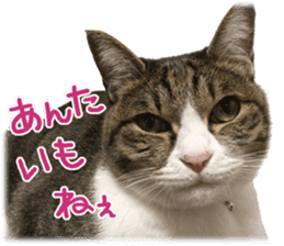 Photo cat BOTAN and brothers sticker #13926186