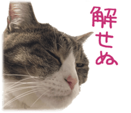 Photo cat BOTAN and brothers sticker #13926187