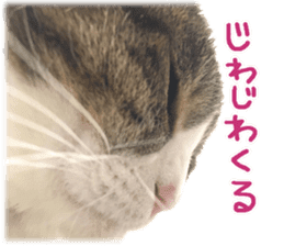 Photo cat BOTAN and brothers sticker #13926188