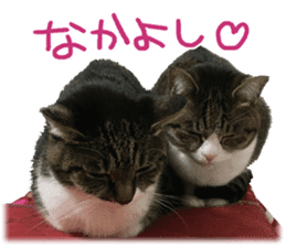 Photo cat BOTAN and brothers sticker #13926189