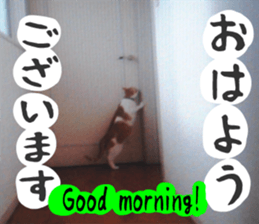 sticker japan cat&gin Photo version 6 sticker #13927478