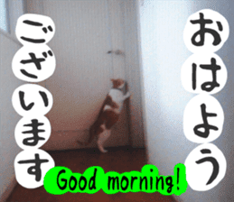 sticker japan cat&gin Photo version 6 sticker #13927478