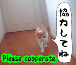 sticker japan cat&gin Photo version 6 sticker #13927479