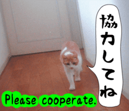 sticker japan cat&gin Photo version 6 sticker #13927479