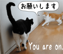 sticker japan cat&gin Photo version 6 sticker #13927480