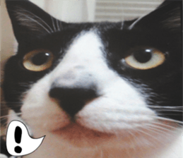 sticker japan cat&gin Photo version 6 sticker #13927488