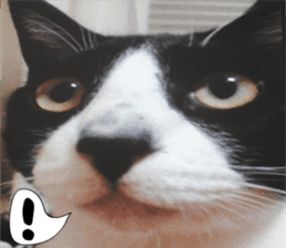 sticker japan cat&gin Photo version 6 sticker #13927488