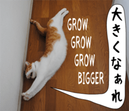 sticker japan cat&gin Photo version 6 sticker #13927489