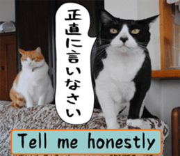 sticker japan cat&gin Photo version 6 sticker #13927492