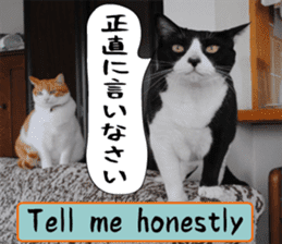 sticker japan cat&gin Photo version 6 sticker #13927492