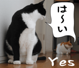 sticker japan cat&gin Photo version 6 sticker #13927503